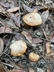 Suillus caerulescens