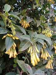 Cestrum anagyris
