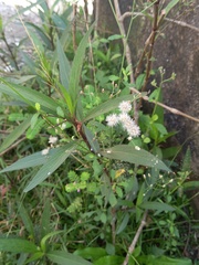 Ageratum corymbosum
