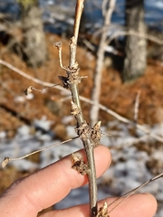 Caragana arborescens