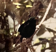 Philepitta castanea