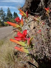 Castilleja integrifolia