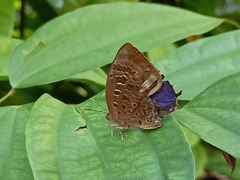 Arhopala centaurus
