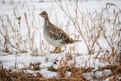 Tympanuchus phasianellus