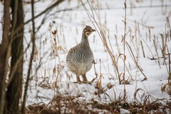 Tympanuchus phasianellus