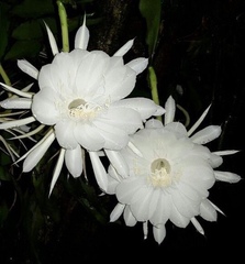 Hylocereeae
