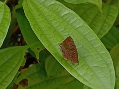 Arhopala centaurus
