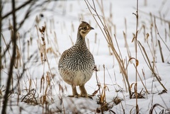 Tympanuchus phasianellus