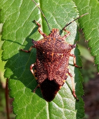 Alcaeorrhynchus grandis