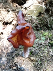 Gyromitra infula