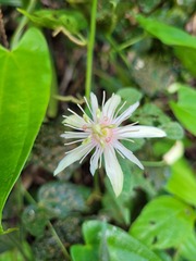 Passiflora rubra
