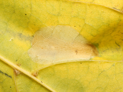 Phyllonorycter joannisi
