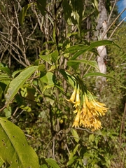 Cestrum anagyris
