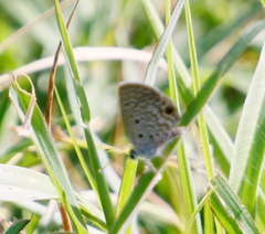 Hemiargus ceraunus