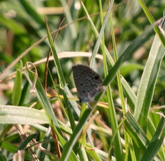 Hemiargus ceraunus