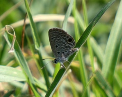 Hemiargus ceraunus