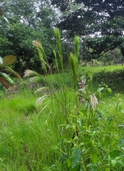 Phragmites karka