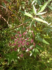 Arracacia atropurpurea