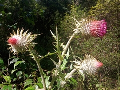 Cirsium ehrenbergii