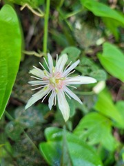 Passiflora rubra