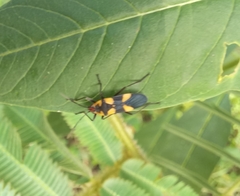 Oncopeltus cingulifer