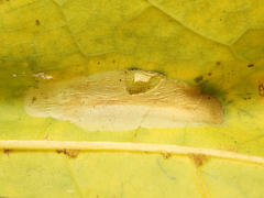 Phyllonorycter joannisi