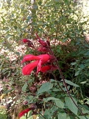 Salvia fulgens