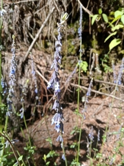 Salvia helianthemifolia