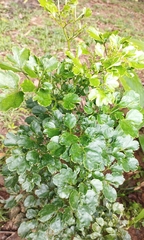 Polyscias guilfoylei