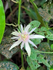 Passiflora rubra