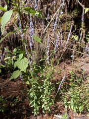 Salvia helianthemifolia