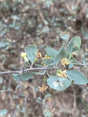 Lycium boerhaviifolium