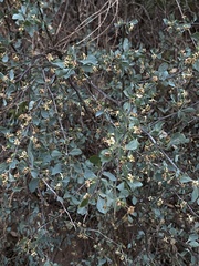 Lycium boerhaviifolium