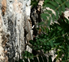 Leiocephalus carinatus