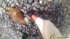 Myliobatis peruvianus