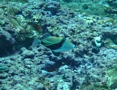 Rhinecanthus rectangulus