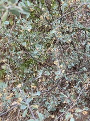 Lycium boerhaviifolium