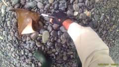 Myliobatis peruvianus