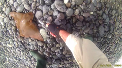 Myliobatis peruvianus