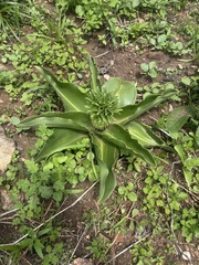 Eucomis autumnalis