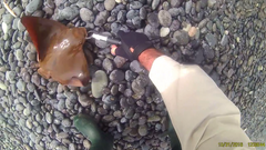 Myliobatis peruvianus