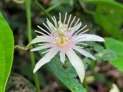 Passiflora rubra