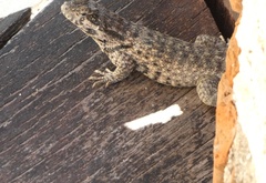 Leiocephalus carinatus