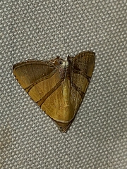 Eulepidotis addens