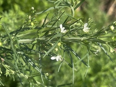 Teucrium trifidum