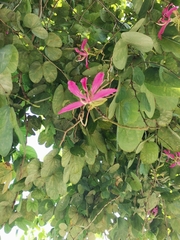 Bauhinia purpurea