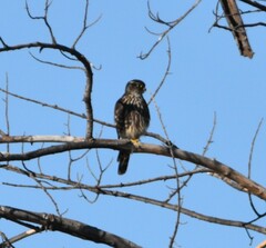 Falco columbarius suckleyi