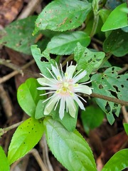 Passiflora rubra