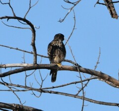 Falco columbarius suckleyi