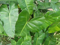 Aroideae